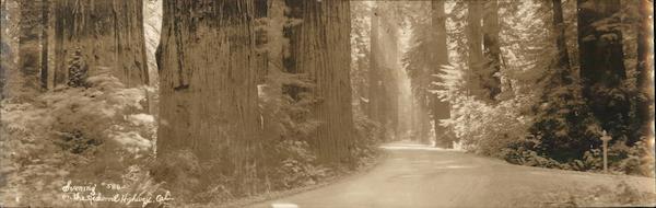 Evening in the Red Wood Highway, California