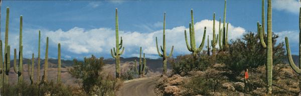 Road in Saguaro Forest, Arizona