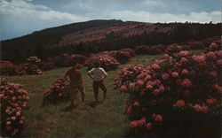 Largest Rhododenron Garden in the World Roan Mountain, NC Postcard Large Format Postcard Large Format Postcard