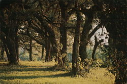Pine Island Ridge Large Format Postcard
