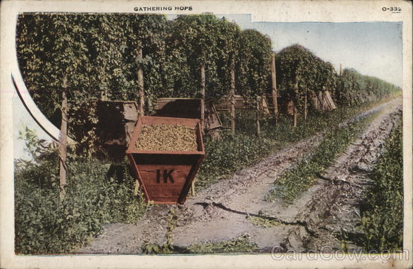Gathering Hops Farming