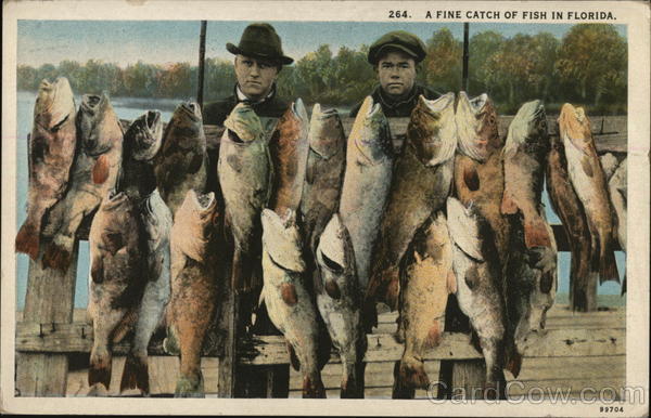 A Fine Catch of Fish in Florida Fishing
