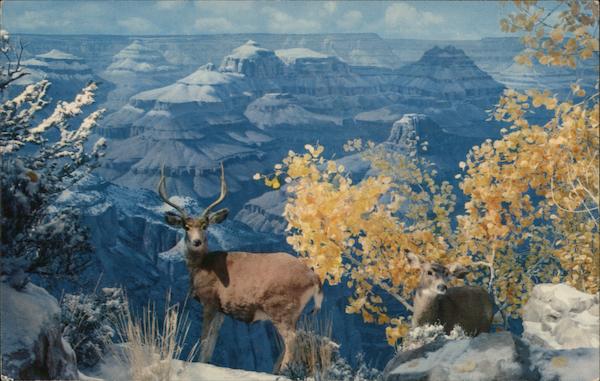 Startled Mule Deer Disney