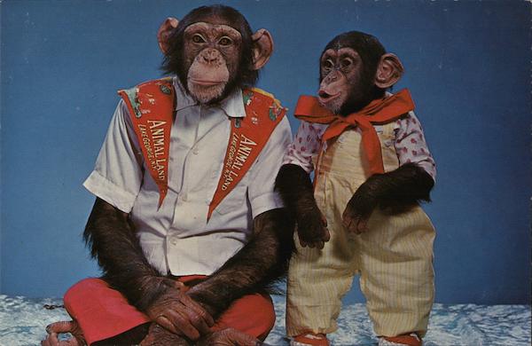 Animal Land Lake George New York