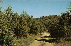 Oak Glen, Yucaipa, California Postcard