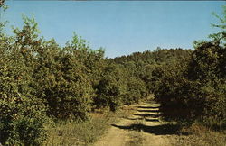 Oak Glen, Yucaipa, California Postcard Postcard Postcard