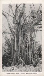 Giant Banyan Tree Giant Banyan Tree