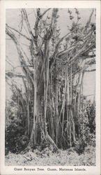 Giant Banyan Tree Guam South Pacific Postcard Postcard Postcard