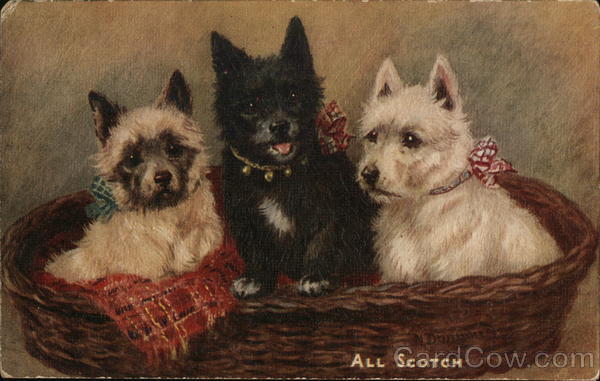 All Scotch Terriers Scottish Terriers
