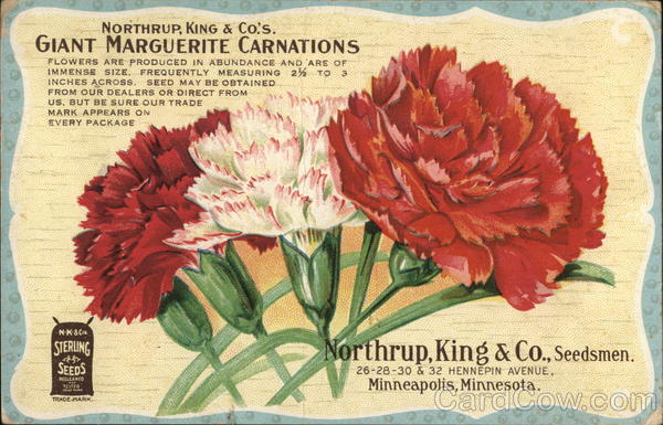 Giant Marguerite Carnations, Northrup, King & Co. Advertising