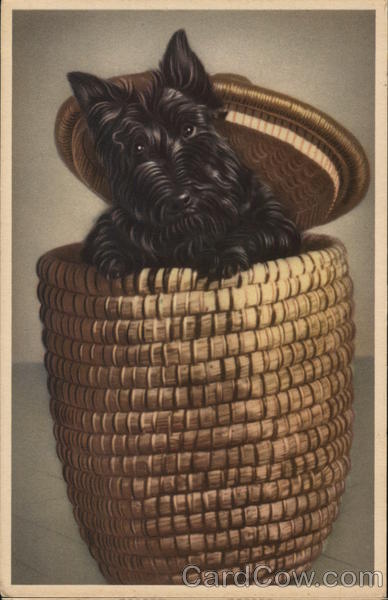 Scottish Terrier Popping out of a Basket Scottish Terriers