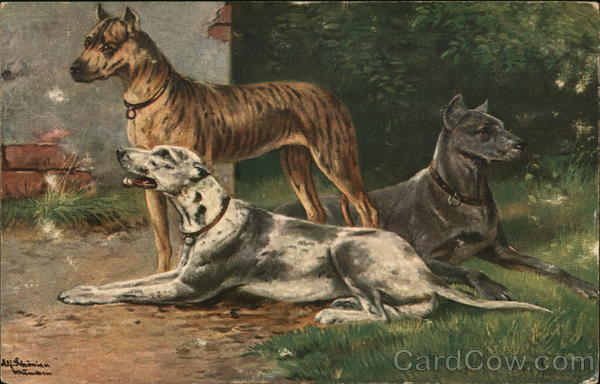 Three Dogs, two laying and one standing