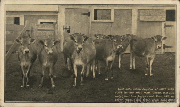 Herd of Cows, Hood Farm Cows & Cattle