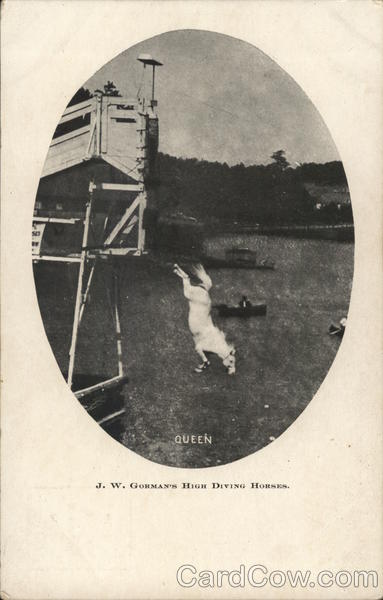 J.W. Gorman's High Diving Horses: Queen