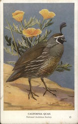 California Quail Birds Postcard Postcard