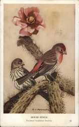 House Finch, National Audubon Society House Finch, National Audubon Society