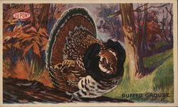 Ruffed Grouse Advertising Postcard Postcard Postcard