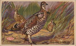 Shoot DuPont Powders Prairie Chicken Advertising Postcard Postcard Postcard