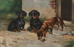 Three Dogs Dachshunds Postcard Postcard Postcard