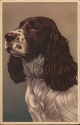 Gorgeous Spaniel Dog Dogs Postcard Postcard Postcard