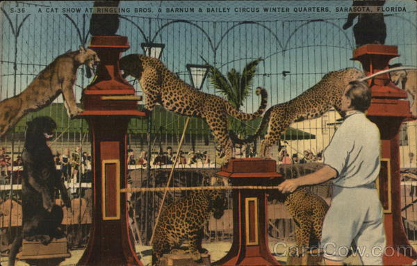 Cat Show, Ringling Brothers & Barnum & Bailey Sarasota Florida
