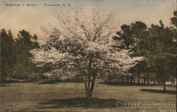 Dogwood in Bloom Pinehurst North Carolina