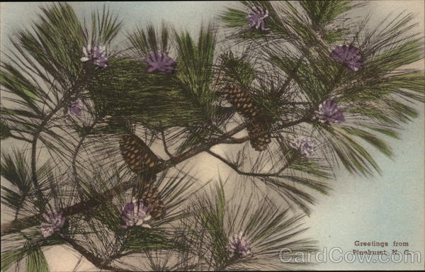 Greetings from Pinehurst, N. C. Trees