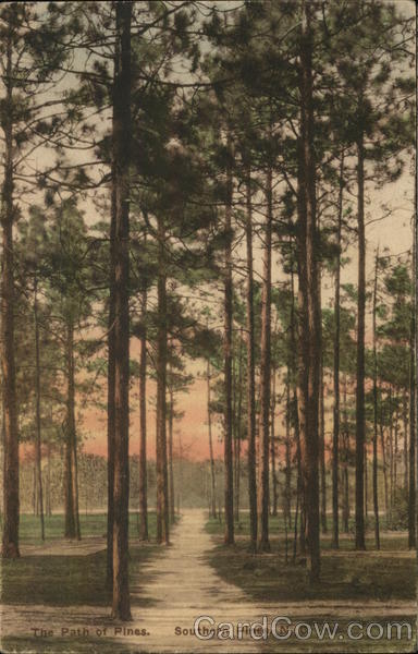 The Path of Pines Southern Pines North Carolina