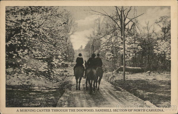 A Morning Canter Through the Dogwood, Sandhill Section of North Carolina
