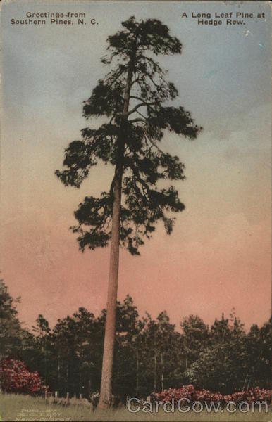A Long Leaf Pine at Hedge Row Southern Pines North Carolina