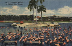 Flamingos Feeding at Hialeah Race Course Postcard