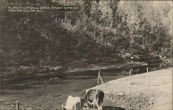 Along the Catskill Creek, (Trout Stream) Preston Hollow, NY Postcard Postcard Postcard