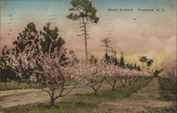 Peach Orchard Pinehurst, NC Postcard Postcard Postcard
