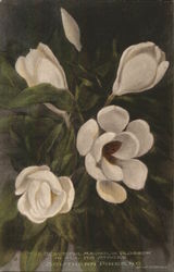 The Beautiful Magnolia Blossom in All Its Stages Postcard