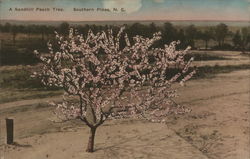 A Sandhill Peach Tree Southern PInes, NC Postcard Postcard Postcard