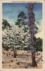 Wisteria and Dogwood Southern Pines, NC Postcard Postcard Postcard