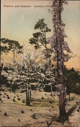 Wisteria and Dogwood Wisteria and Dogwood
