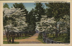 A Scene in Weymouth Heights Southern Pines, NC Postcard Postcard Postcard