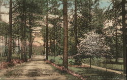 Wooded Avenue Wooded Avenue