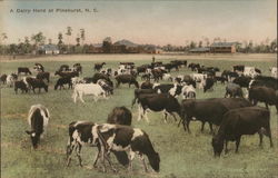 A Dairy Herd A Dairy Herd