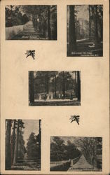 Views of Southern Pines North Carolina Postcard Postcard Postcard