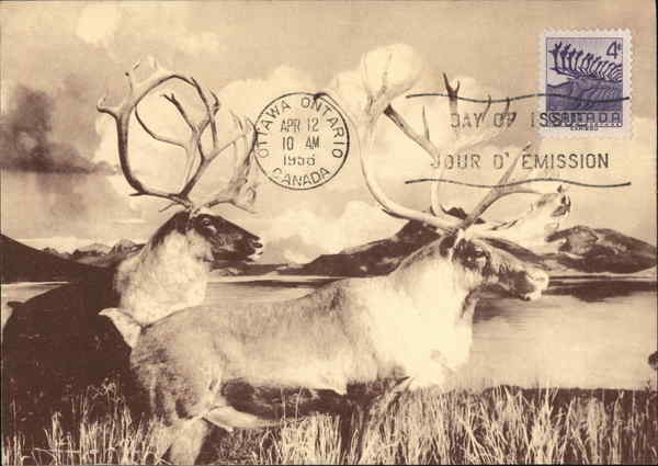 Barren Ground Caribou Maximum Cards