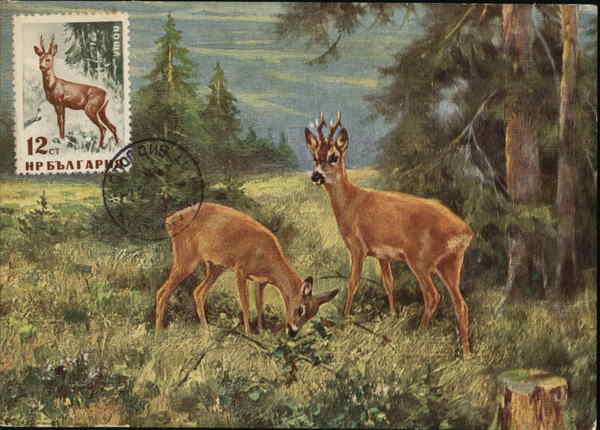 Deer Grazing Maximum Cards