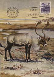 Barren Ground Caribou Maximum Cards Postcard Postcard Postcard