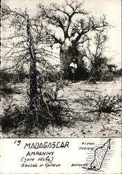 Madagascar Ampanihy (Dry Zone) Baobab and thorny plants Africa Postcard Postcard Postcard