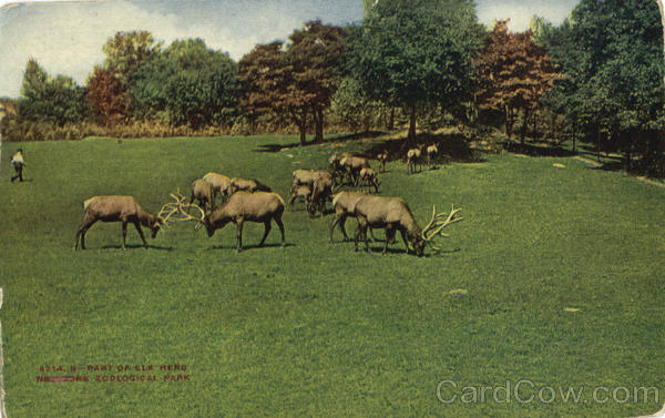 Elk Herd - New York Zoological Park (Bronx Zoo) New York City