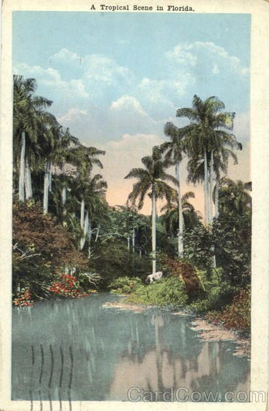 A Tropical Scene in Florida Scenic
