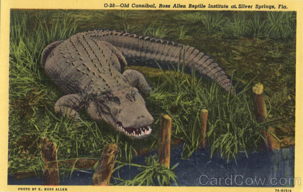 Old Cannibal, Ross Allen Reptile Institute Silver Springs Florida