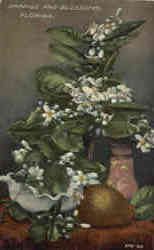 Orange And Blossoms Postcard