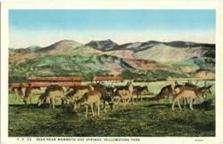 Deer Near Mammoth Hot Springs Yellowstone National Park, WY Postcard Postcard